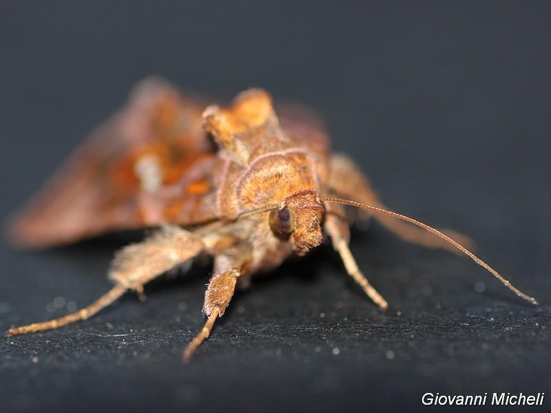 Chrysodeixis chalcites Noctuidae